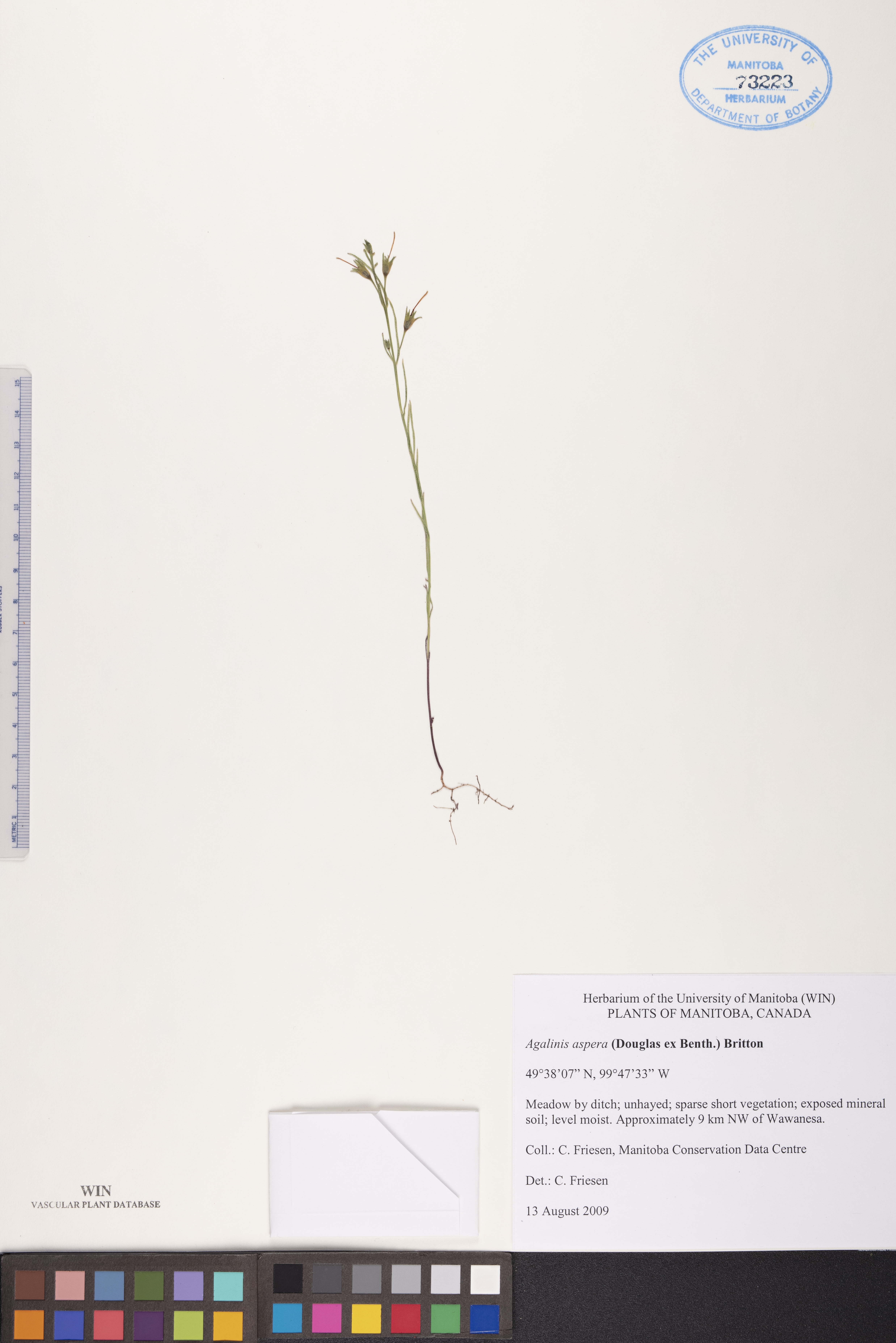 Agalinis aspera image